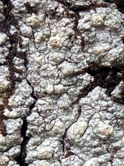 Pertusaria texana
