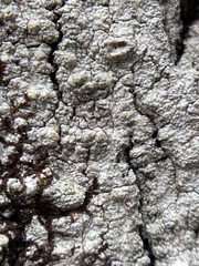Pertusaria texana