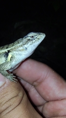 Sceloporus teapensis