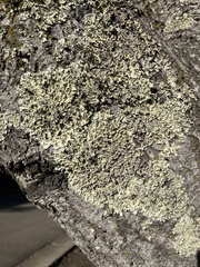 Flavopunctelia flaventior