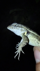 Sceloporus teapensis