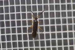 Garganus gracilentus