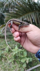 Sceloporus teapensis