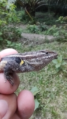Sceloporus teapensis