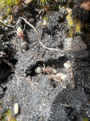 Anoplolepis custodiens