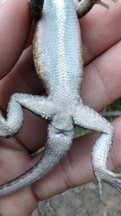 Sceloporus teapensis