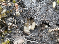 Anoplolepis custodiens