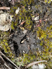 Anoplolepis custodiens