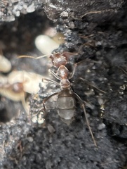 Anoplolepis custodiens