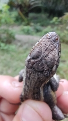 Sceloporus teapensis