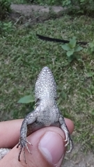 Sceloporus teapensis