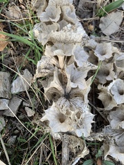 Phlomoides molucelloides