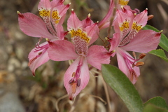 Alstroemeria recumbens