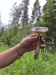 Amanita pachycolea