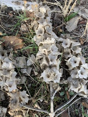 Phlomoides molucelloides