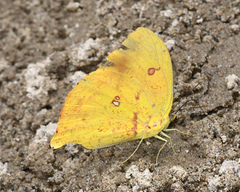 Phoebis neocypris