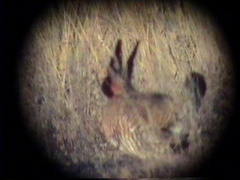 Tympanuchus pallidicinctus