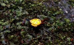 Macracantha hasselti