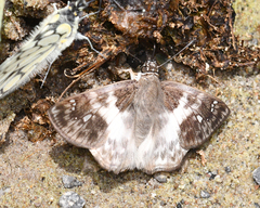 Polyctor polyctor polyctor
