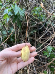 Passiflora tripartita mollissima