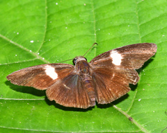 Potamanaxas flavofasciata