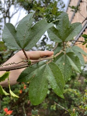 Passiflora tripartita mollissima