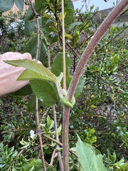 Passiflora tripartita mollissima