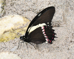 Papilio menatius