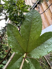 Passiflora tripartita mollissima