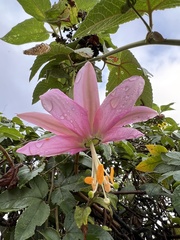 Passiflora tarminiana