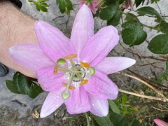 Passiflora tarminiana
