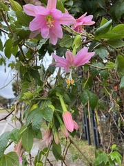 Passiflora tarminiana