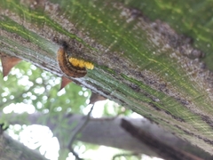 Lepidoptera