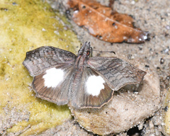 Theagenes albiplaga