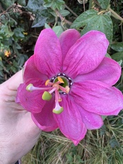 Passiflora tripartita mollissima