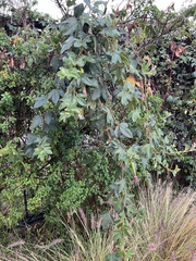 Passiflora tripartita mollissima