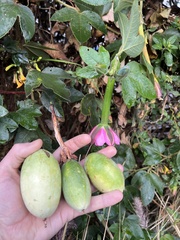 Passiflora tripartita mollissima