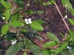 Cynophalla polyantha
