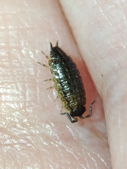 Porcellionides sexfasciatus lusitanus