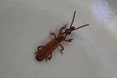 Brentidae