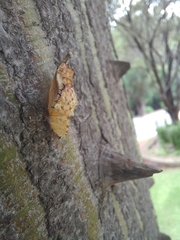 Lepidoptera
