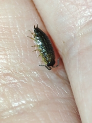 Porcellionides sexfasciatus lusitanus