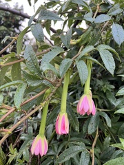 Passiflora tripartita azuayensis