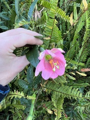 Passiflora tripartita azuayensis