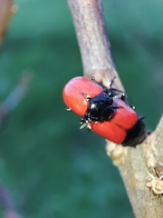 Chrysolina lucida