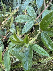 Passiflora tripartita azuayensis