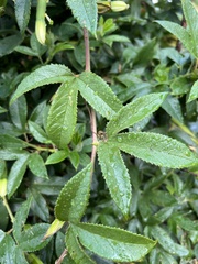 Passiflora tripartita azuayensis