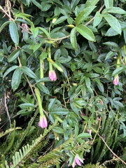 Passiflora tripartita azuayensis