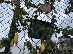 Passiflora tarminiana