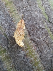 Lepidoptera
